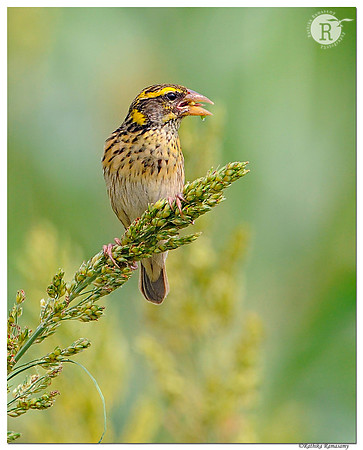 Black-breasted weaver(Ploceus benghalensis)_DD30585