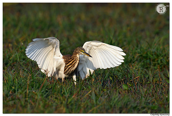 Indian pond heron  (Ardeola grayii)_D4S3078 (2)
