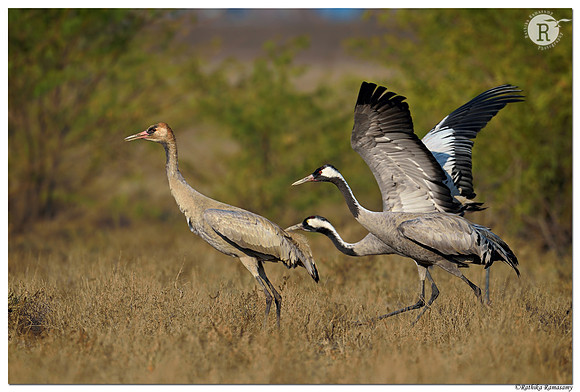 Common crane family_D4S9327