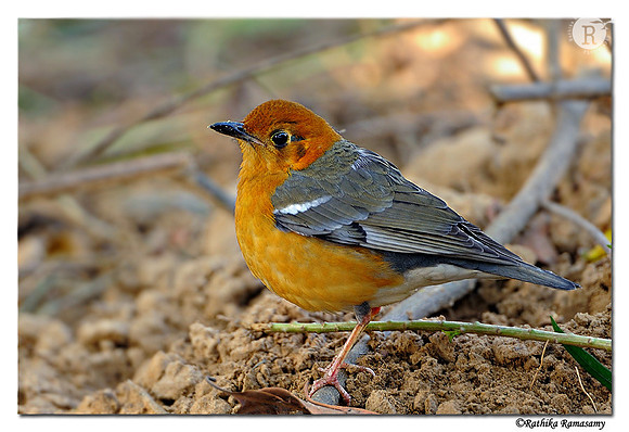 Orange-headed Thrush (Zoothera citrina)_DD32784