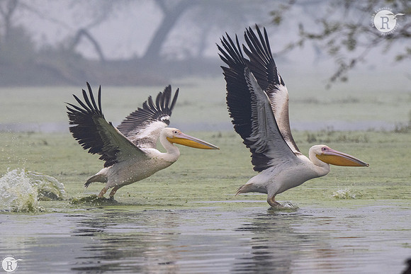Pelican_DSC1927