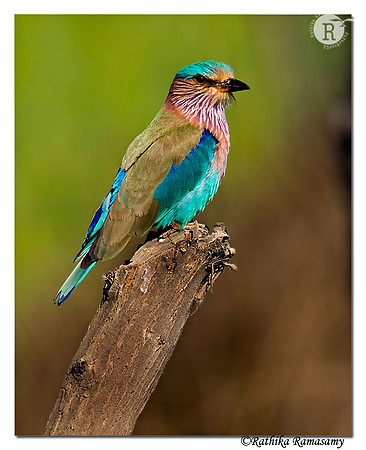 Indian Roller_2526