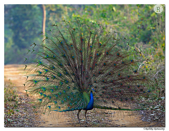 Indian peafowl  (Pavo cristatus)_D4R6669