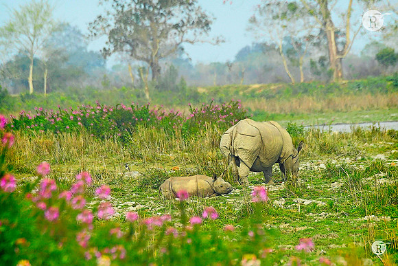 Baby Rhino