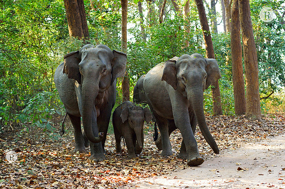 Morning walk
