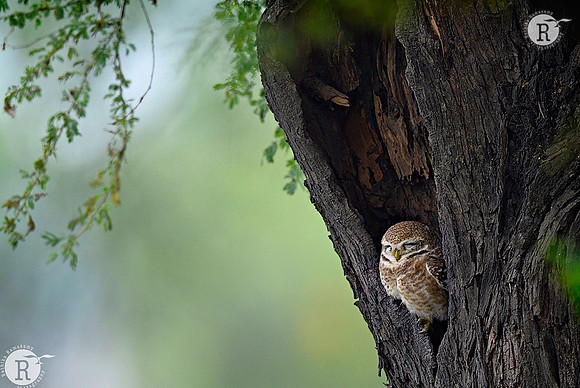 Spotted owlet (Athene brama)_D4S8709