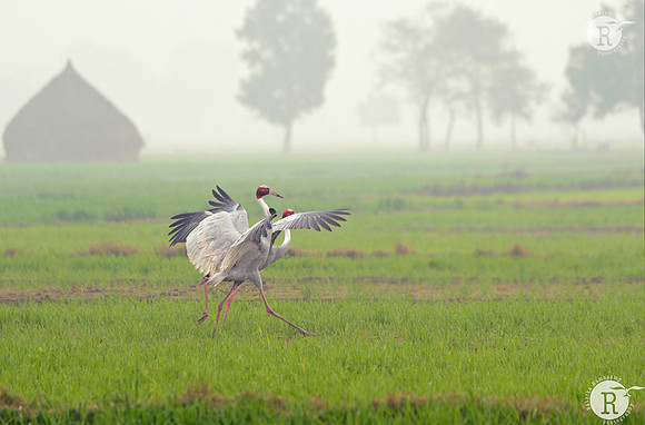Morning walk -Sarus crane