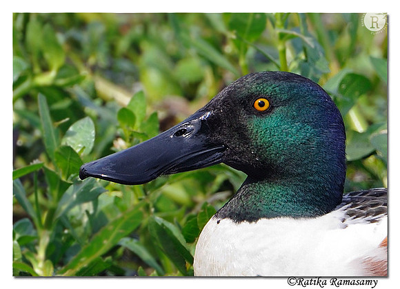 Northern Shoveler( Anas clypeata)_DD38138