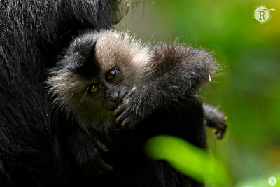 Lion-tailed macaque (Macaca silenus)_VAL1462
