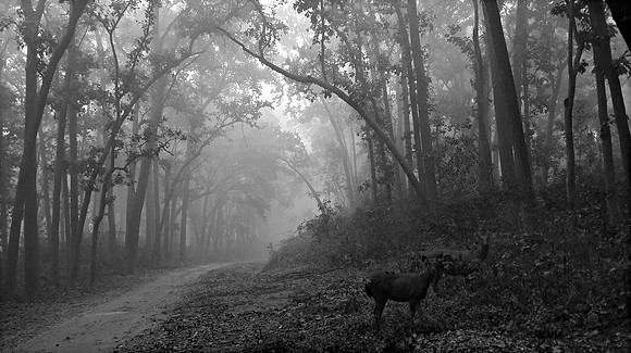 Deerland-bw