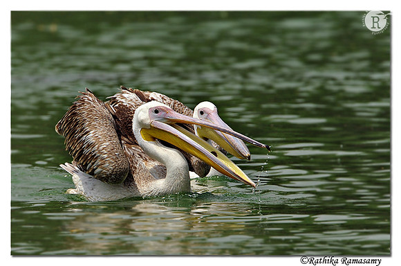Pelican_DD34134