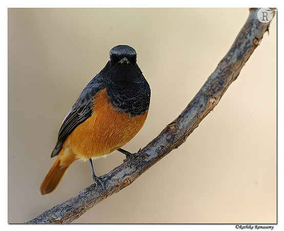 Black Redstart (Phoenicurus ochruros )_DD30050