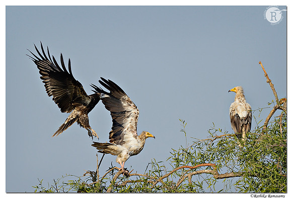 Egyptian Vulture (Neophron percnopterus)_D4R8271