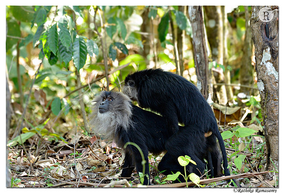 Lion-tailed macaque (Macaca silenus)_D4R0006