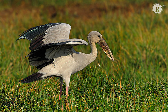 Asian Openbill Stork( Anastomus oscitans)_DD35828