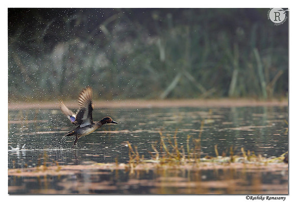Common Teal (Anas crecca)_DD32081