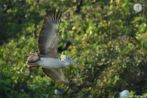 Pelican_D553875