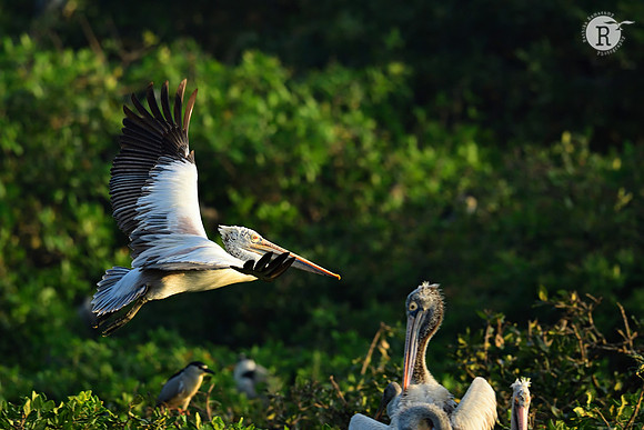 InflightPelican_D553857
