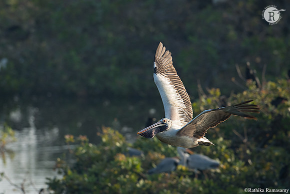 Inflight Pelican_D554030