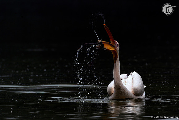 Waterart_DD33330