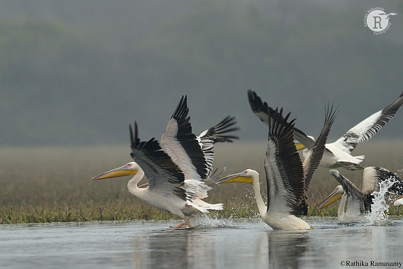 Pelican_D4R3433