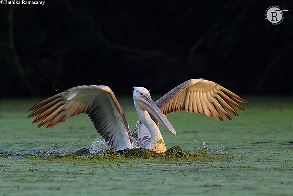 Pelican_D4R2370