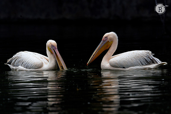 Pelican_DD33335