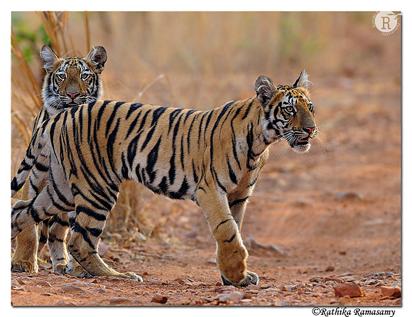 Teliya cubs_DD39636
