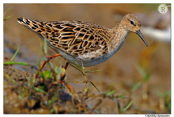 Ruff( Philomachus pugnax)_DD37739