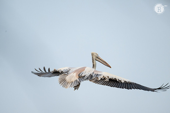 Pelican_DSC0815