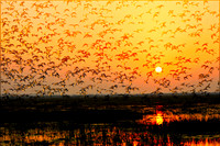 Mangalajodi,Odisha