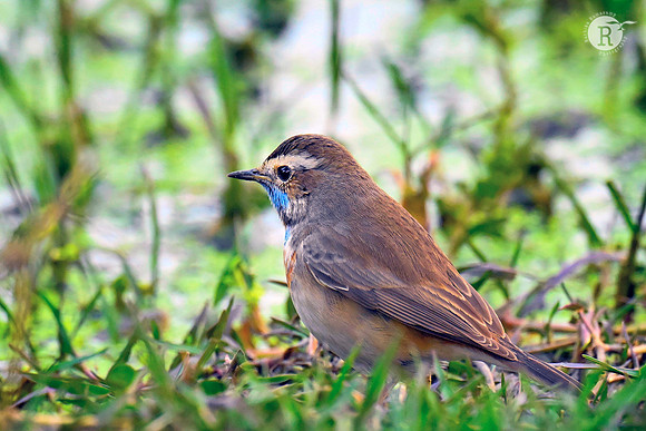 Blue throat_BHR4440