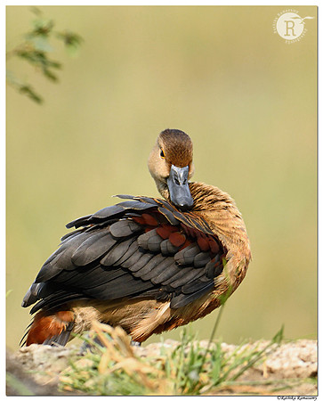 Lesser whistling duck (Dendrocygna javanica )_D500711