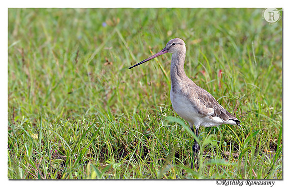 Black-tailed Godwit(Limosa limosa)_DD37305