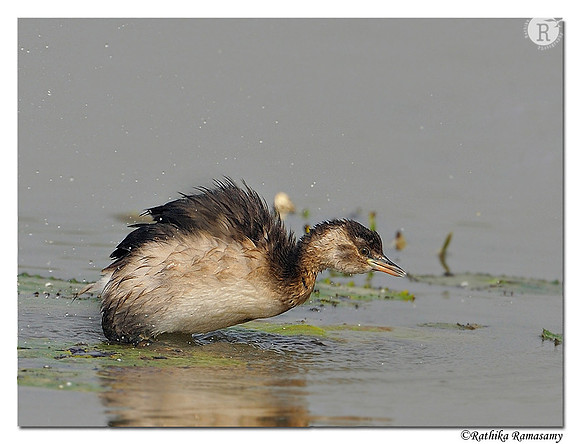 Little Grebe (Tachybaptus ruficollis)_DD39466
