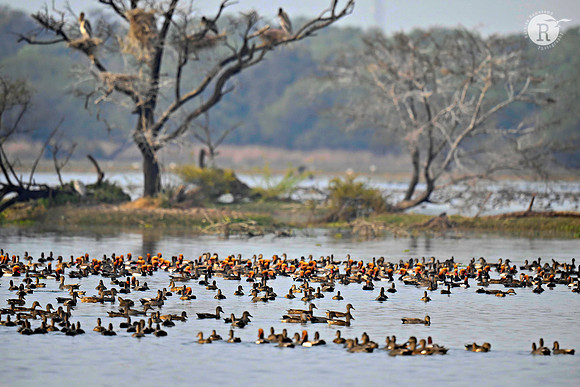 Bharatpur_BHR3153