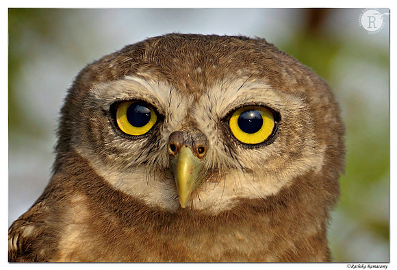 Spotted owlet (Athene brama)_D4R4321