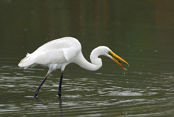 Egret fishing tossing_DD37249