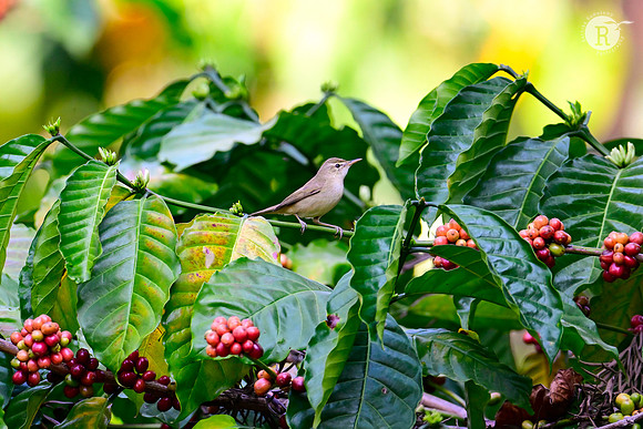 Pale-billed flowerpecker(Dicaeum erythrorhynchos)_RRR8181