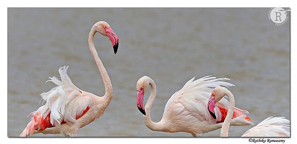 Greater Flamingo (Phoenicopterus roseus)_DD33539