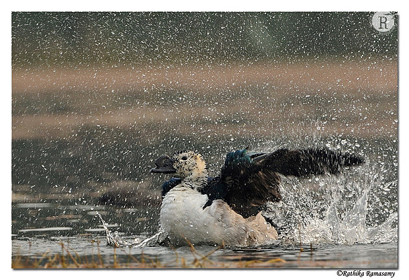 Comb Duck(Sarkidiornis melanotos)_DD32173