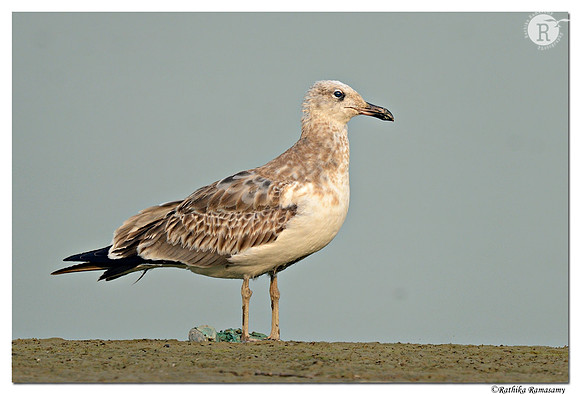 Steppe Gull_D4R3853