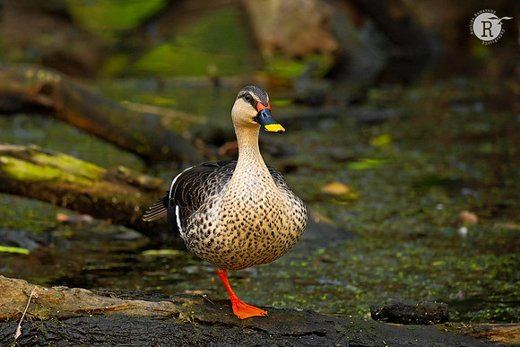Spot bill Duck_BHR3347