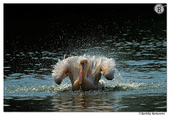 Pelican_D4R3310