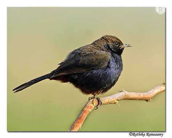 Indian Robin (Saxicoloides fulicatus)_4357