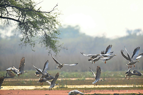 Bar headed goose_BHR2798