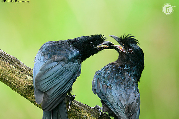 Greater racket-tailed drongo (Dicrurus paradiseus)