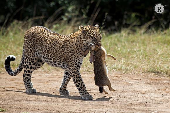 Leopard_AFR0529 2