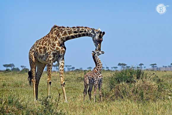 Mother love_AFR1829