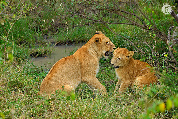 Lion cubs_AFR0829